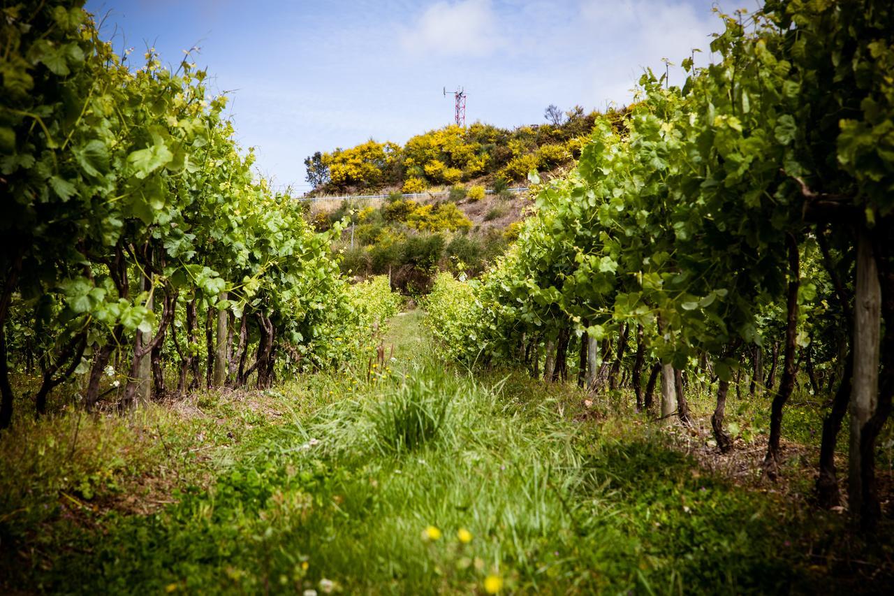 Гостьовий будинок Quinta De Lourosa Лозада Екстер'єр фото